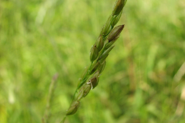 Rice Cutgrass detail