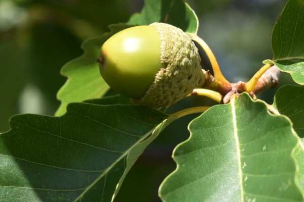Chestnut Oak detail