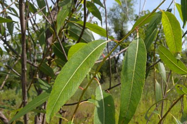 Peach-leaf Willow leaves