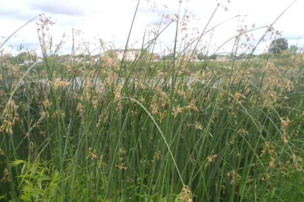 Hard-Stemmed Bulrush