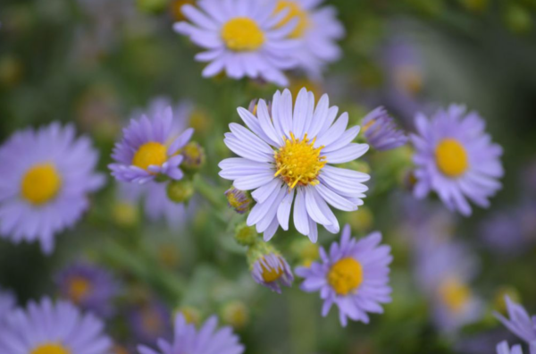 Smooth Blue Aster