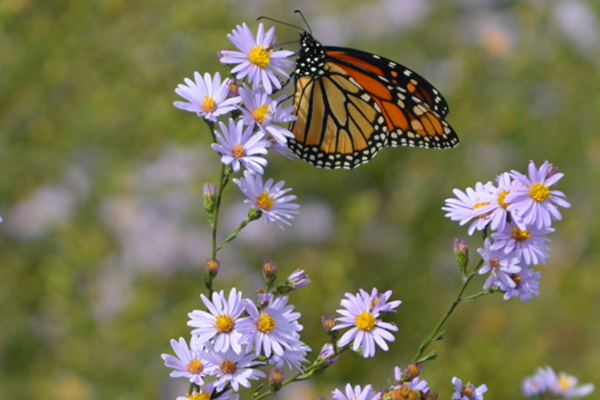 Smooth Blue Aster with Monarch butterfly
